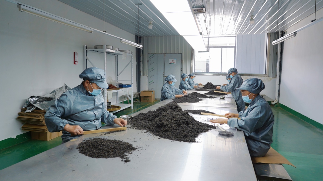 “刺梨红茶！”瓮安茶产品又添新成员，茶业焕发新活力