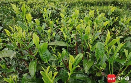 白沙陨石坑茶业荣膺全国首批生态低碳茶认证